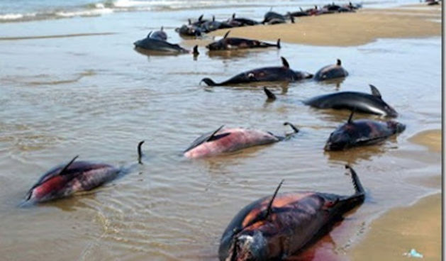 Pomor dupina, foto: watchmanreports.com