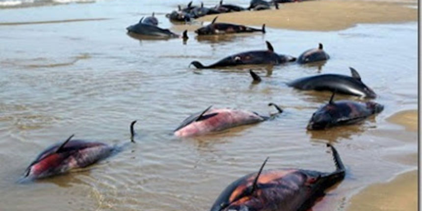 Pomor dupina, foto: watchmanreports.com Pomor dupina, foto: watchmanreports.com