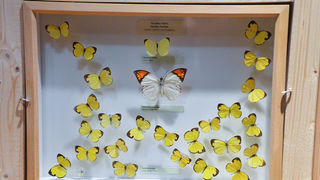 11. Noć muzeja u Zadru, foto-Iva Perinčić 11. Noć muzeja u Zadru, foto-Iva Perinčić