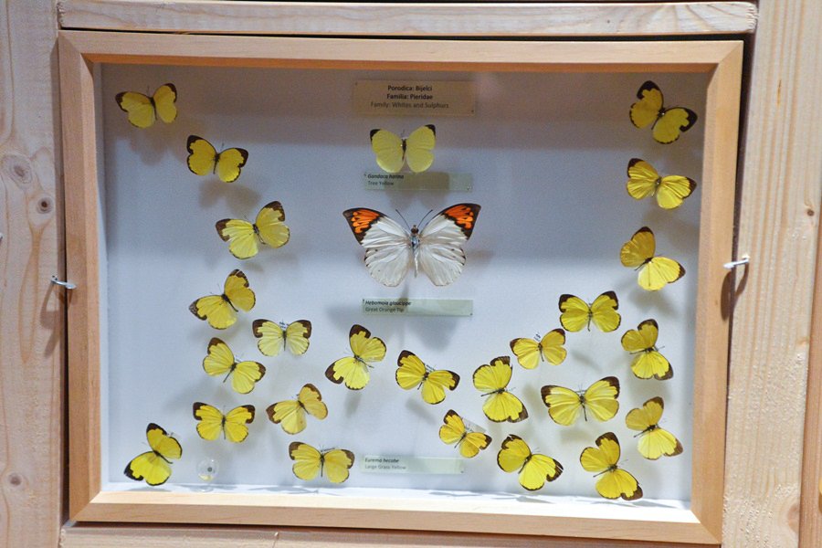 11. Noć muzeja u Zadru, foto-Iva Perinčić 11. Noć muzeja u Zadru, foto-Iva Perinčić