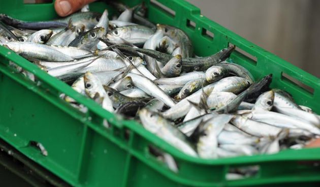 15.07.2013., Tribunj – Ribari sa kocarica istovaraju nocasnji ulov na kamione koji svjezu ribu voze na daljnja odredista. Photo: Hrvoje Jelavic/PIXSELL Autor  Hrvoje Jelavic/PIXSELL KLJUČNE RIJEČI  ulov, ribari, prijevoz, istovar, kocarica, izlov, tribu