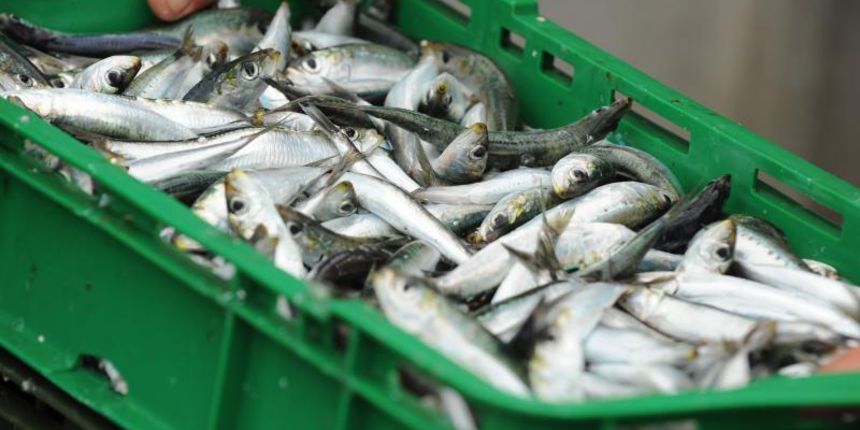 15.07.2013., Tribunj – Ribari sa kocarica istovaraju nocasnji ulov na kamione koji svjezu ribu voze na daljnja odredista. Photo: Hrvoje Jelavic/PIXSELL Autor Hrvoje Jelavic/PIXSELL KLJUČNE RIJEČI ulov, ribari, prijevoz, istovar, kocarica, izlov, tribu 15.07.2013., Tribunj – Ribari sa kocarica istovaraju nocasnji ulov na kamione koji svjezu ribu voze na daljnja odredista. Photo: Hrvoje Jelavic/PIXSELL Autor Hrvoje Jelavic/PIXSELL KLJUČNE RIJEČI ulov, ribari, prijevoz, istovar, kocarica, izlov, tribu