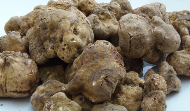 Tartuf, foto: www.glasistre.hr