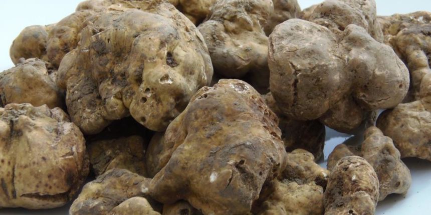 Tartuf, foto: www.glasistre.hr Tartuf, foto: www.glasistre.hr