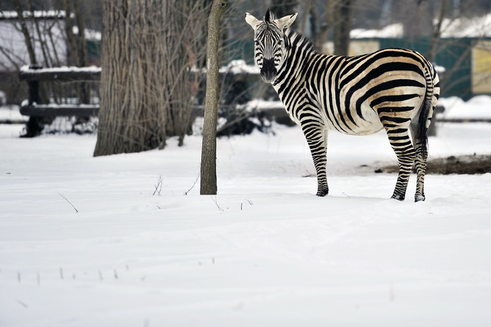 Zagreb, 100212. 
Osim sto je zabijelio grad, snijeg je prekrio i nastambe zivotinja u Zooloskom vrtu. Neke su dobro prihvatile hladnije uvjete, dok su se druge skrivale u svojim zidanim nastambama.
Na slici: zebra
Foto: Boris Kovacev / CROPIX