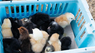 Benkovački sajam 09.06.2021