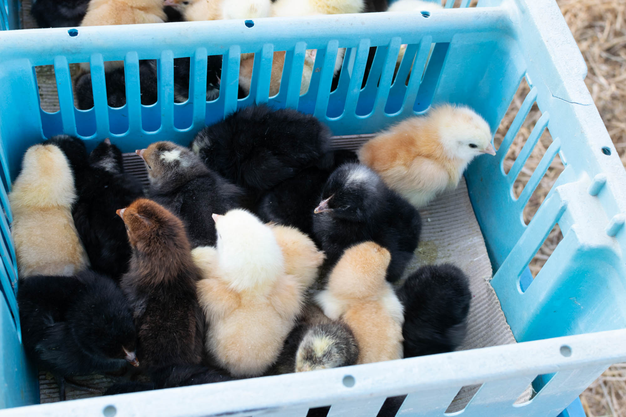 Benkovački sajam 09.06.2021