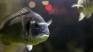 Valentinovo u restoranu Niko, Foto: Saša Čuka Valentinovo u restoranu Niko, Foto: Saša Čuka