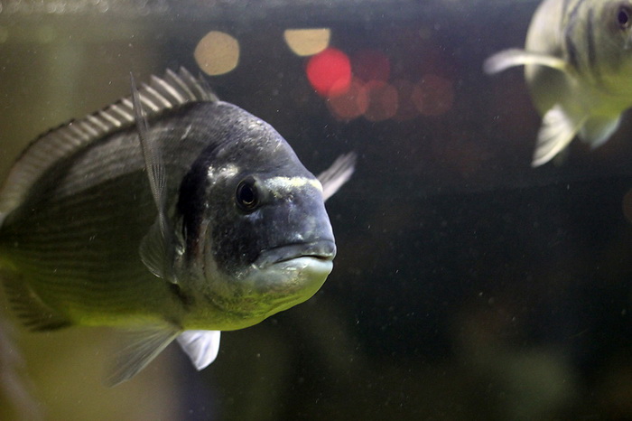 Valentinovo u restoranu Niko, Foto: Saša Čuka Valentinovo u restoranu Niko, Foto: Saša Čuka