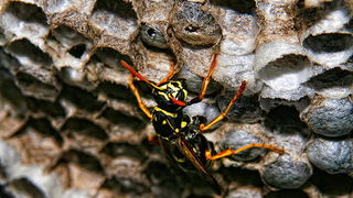 Bibinjski sinac, Foto: Leo Banic Bibinjski sinac, Foto: Leo Banic