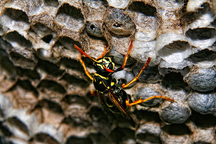 Bibinjski sinac, Foto: Leo Banic Bibinjski sinac, Foto: Leo Banic