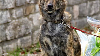 Nedjeljni đir po gradu 3. sttudenog 2013.  foto: Iva Perinčić