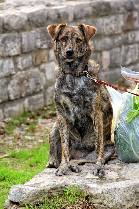 Nedjeljni đir po gradu 3. sttudenog 2013.  foto: Iva Perinčić
