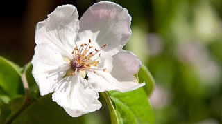 Priroda, cvijece, livada, sparoge, foto: Leo Banic