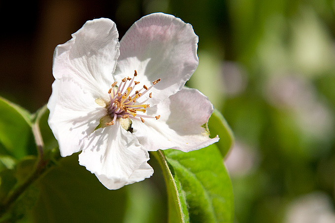 Priroda, cvijece, livada, sparoge, foto: Leo Banic