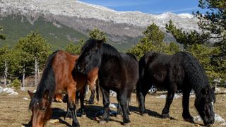 Veliko Rujno: Drago Krapić vlasnik je pedesetak konja koji obitavaju na velebitskim pašnjacima