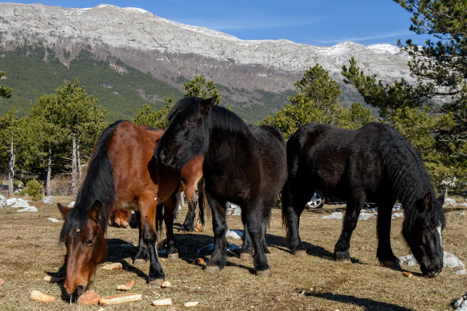 Veliko Rujno: Drago Krapić vlasnik je pedesetak konja koji obitavaju na velebitskim pašnjacima