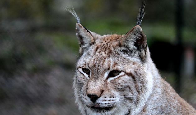 Organizacije za zaštitu prirode ogorčene ubijanjem risa, foto: pixell.hr