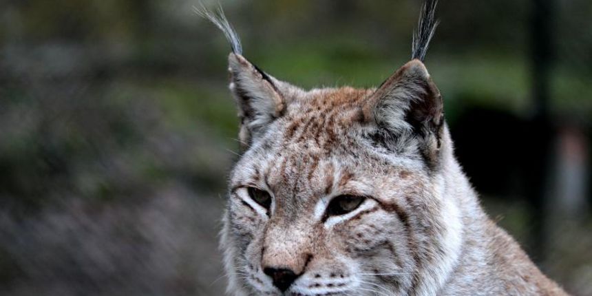 Organizacije za zaštitu prirode ogorčene ubijanjem risa, foto: pixell.hr