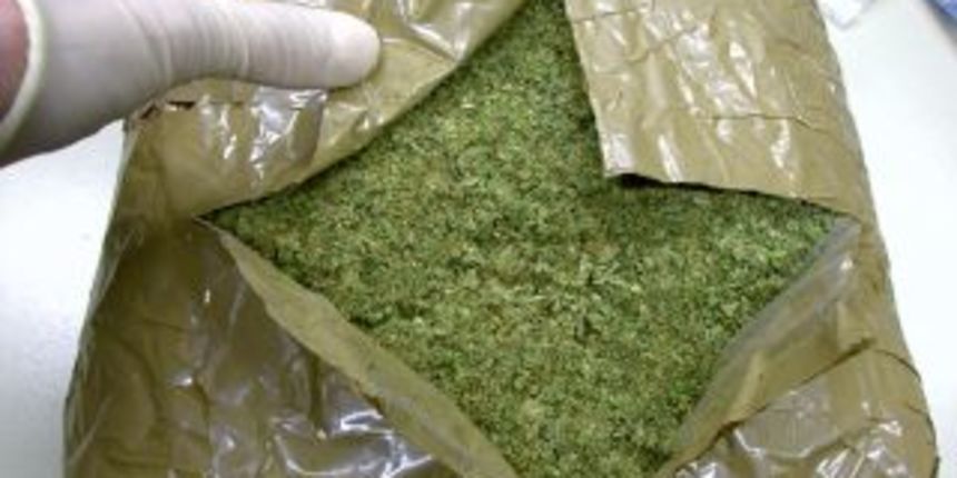 Marihuana 2 (Foto: Domagoj Zovko) Marihuana 2 (Foto: Domagoj Zovko)