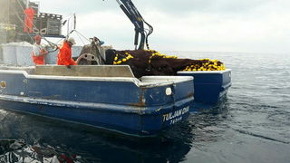 Posada plivarice “Tuljan dva” u jednu noć ulovila rekordnih 42 tone srdela, foto: Posada