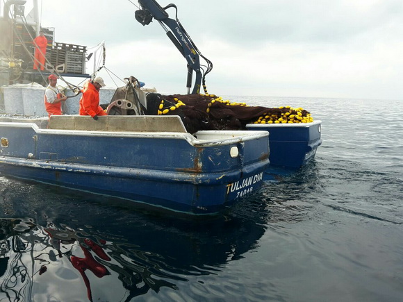 Posada plivarice “Tuljan dva” u jednu noć ulovila rekordnih 42 tone srdela, foto: Posada