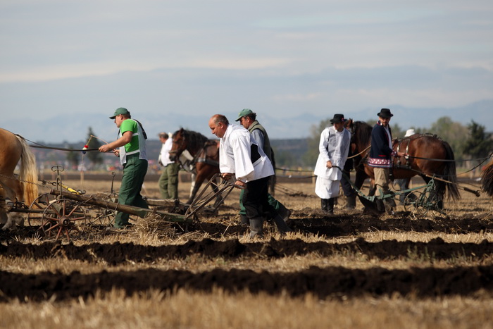 Jankolovica, Biograd, 150912. 
U Jankolovici kraj Biograda odrzan je drugi dan 59. Svjetskog prvenstva u oranju. Ovo natjecanje u oranju odrzava se od 1953. godine, a Hrvatska se ukljucila 2005. godine.
Na fotografiji: detalj s manifestacije. 
Foto: Jure