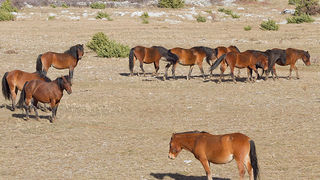 Velebitski divlji konji, Foto: Leo Banić