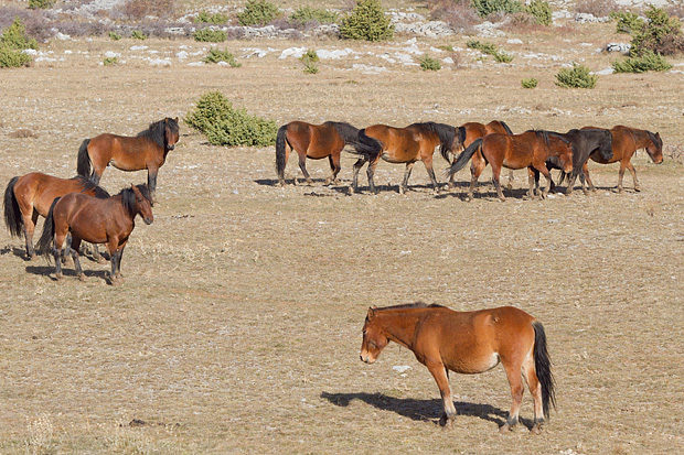Velebitski divlji konji, Foto: Leo Banić