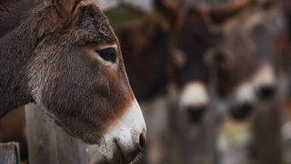 Farma “Dar-mar” (foto:Saša Čuka)