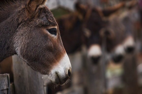 Farma “Dar-mar” (foto:Saša Čuka)