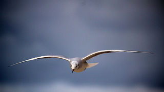 Galebov let (foto:Saša Čuka)