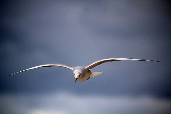 Galebov let (foto:Saša Čuka)
