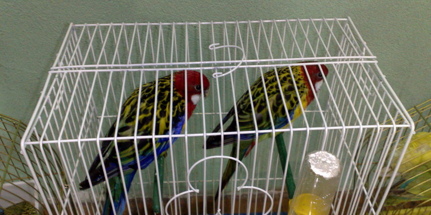 Udruga za uzgoj i zaštitu ptica “Zadar” osvojili 1. mjesto na Ornitološkom prvenstvu JHDOS-a