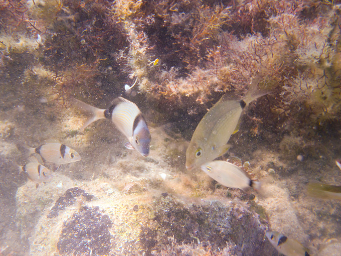 OLYMPUS DIGITAL CAMERA OLYMPUS DIGITAL CAMERA