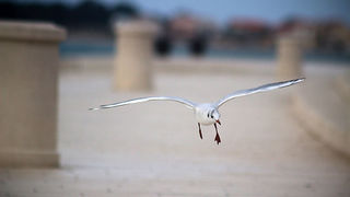 Galebov let (foto:Saša Čuka)