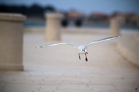 Galebov let (foto:Saša Čuka)