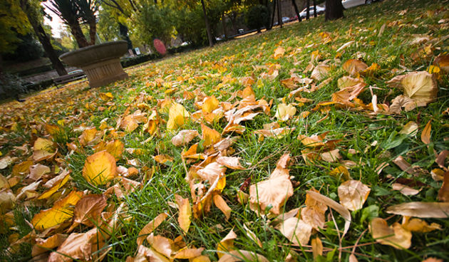 Đir po gradu 1. studenog 2010. jesensko lišće (Foto:Saša Čuka)