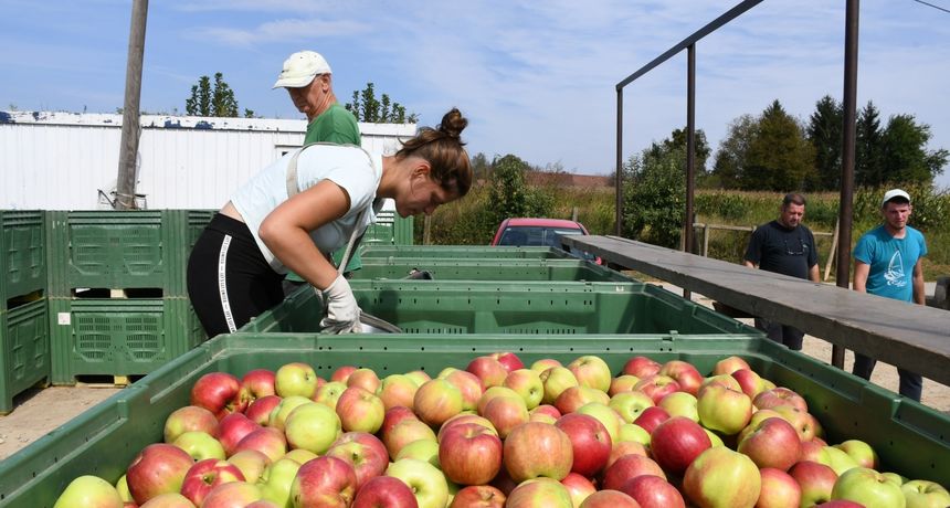 Berba jabuka Berba jabuka