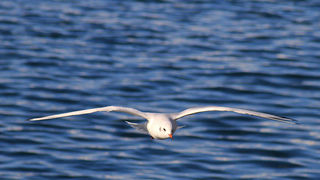 Galebovi u Jazinama, Foto: Leo Banić