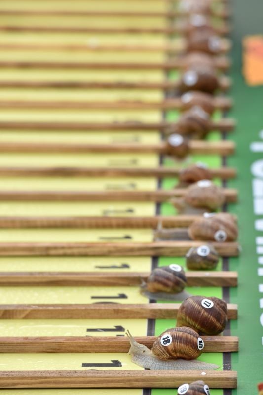 U sklopu Benkovackog kulturnog ljeta Grad Benkovac i Turisticka zajednica Grada Benkovca vec cetvrtu godinu za redom organiziraju manifestaciju Puzevim korakom. Radi se o gastro manifestaciji pripreme i degustacije puzeva. Posjetitelji su imali prilike d U sklopu Benkovackog kulturnog ljeta Grad Benkovac i Turisticka zajednica Grada Benkovca vec cetvrtu godinu za redom organiziraju manifestaciju Puzevim korakom. Radi se o gastro manifestaciji pripreme i degustacije puzeva. Posjetitelji su imali prilike d