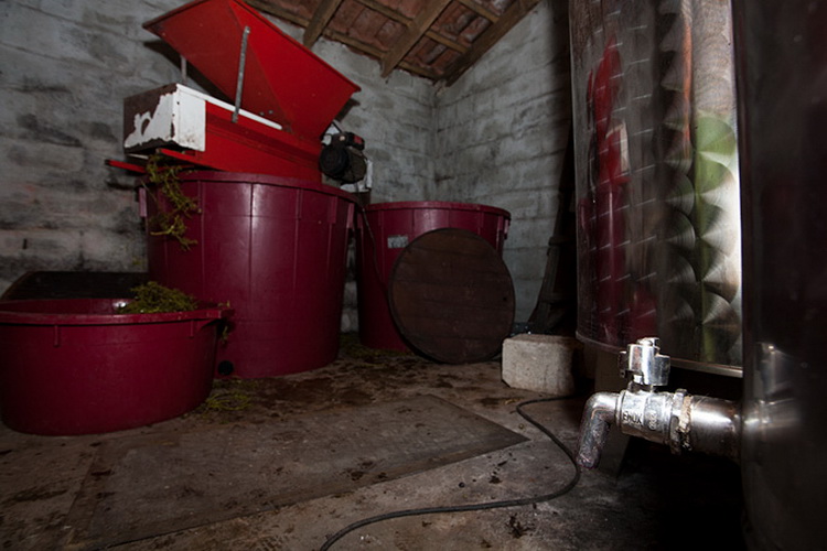 Priča o vinu: Od trsa do bačve, Foto: Leo Banić