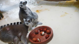 Zagreb, 080412.
U Zooloskom vrtu grada Zagreba neke od zivotinja tradicionalno su bile pocascene uskrsnim jajima. U sarenim pisanicama uzivali su lemuri, smedji kapucini, nosati rakuni, grivasti vukovi i ogrlicaste pekarije.
Na fotografiji: Lemuri.
Foto: Zagreb, 080412.
U Zooloskom vrtu grada Zagreba neke od zivotinja tradicionalno su bile pocascene uskrsnim jajima. U sarenim pisanicama uzivali su lemuri, smedji kapucini, nosati rakuni, grivasti vukovi i ogrlicaste pekarije.
Na fotografiji: Lemuri.
Foto:
