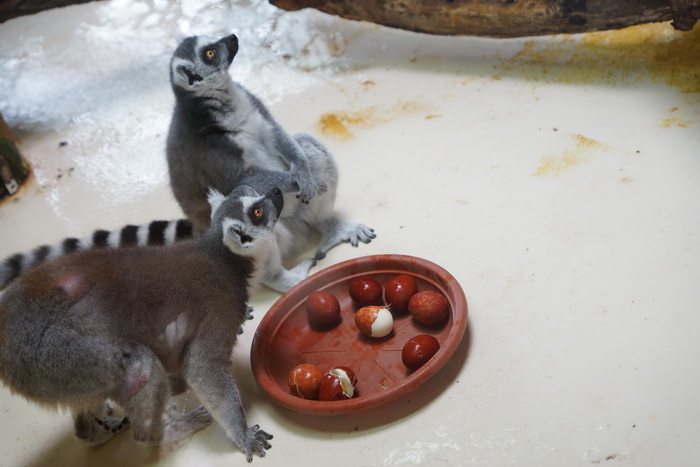 Zagreb, 080412.
U Zooloskom vrtu grada Zagreba neke od zivotinja tradicionalno su bile pocascene uskrsnim jajima. U sarenim pisanicama uzivali su lemuri, smedji kapucini, nosati rakuni, grivasti vukovi i ogrlicaste pekarije.
Na fotografiji: Lemuri.
Foto: Zagreb, 080412.
U Zooloskom vrtu grada Zagreba neke od zivotinja tradicionalno su bile pocascene uskrsnim jajima. U sarenim pisanicama uzivali su lemuri, smedji kapucini, nosati rakuni, grivasti vukovi i ogrlicaste pekarije.
Na fotografiji: Lemuri.
Foto: