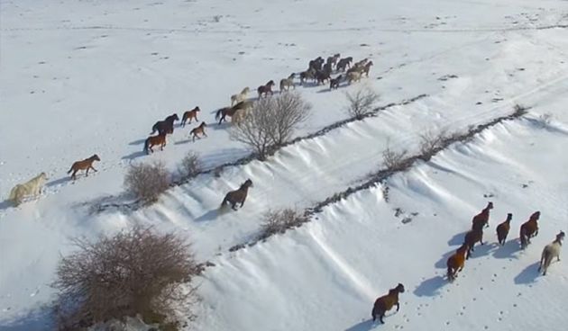 Prekrasan prizor: Livanjski divlji konji na visoravni Krug u Hercegovini