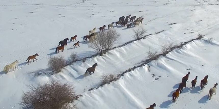 Prekrasan prizor: Livanjski divlji konji na visoravni Krug u Hercegovini