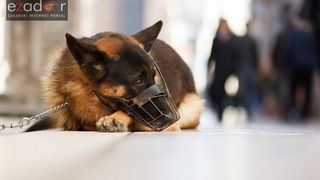 Đir po gradu, petak 17. studenog 2017.