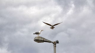 Nedjeljni đir po gradu 3. sttudenog 2013.  foto: Iva Perinčić