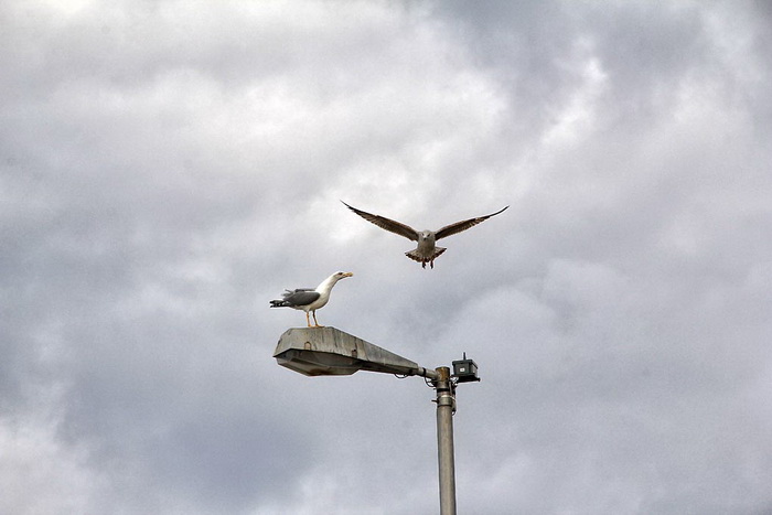 Nedjeljni đir po gradu 3. sttudenog 2013.  foto: Iva Perinčić