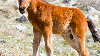 Divlji konji na Velebitu, foto: Leo Banić